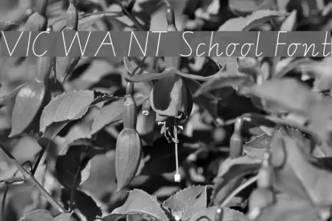 VIC WA NT School Font Font examples