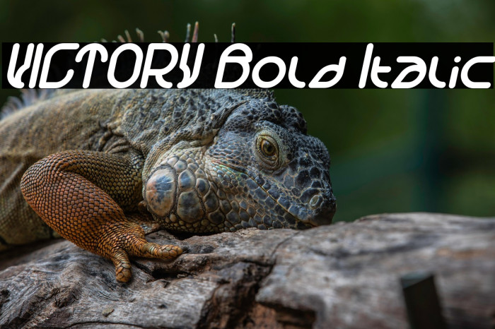 VICTORY Bold Italic Example 3