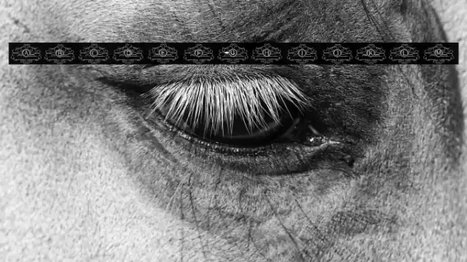 VINTAGE MONOGRAM Font examples