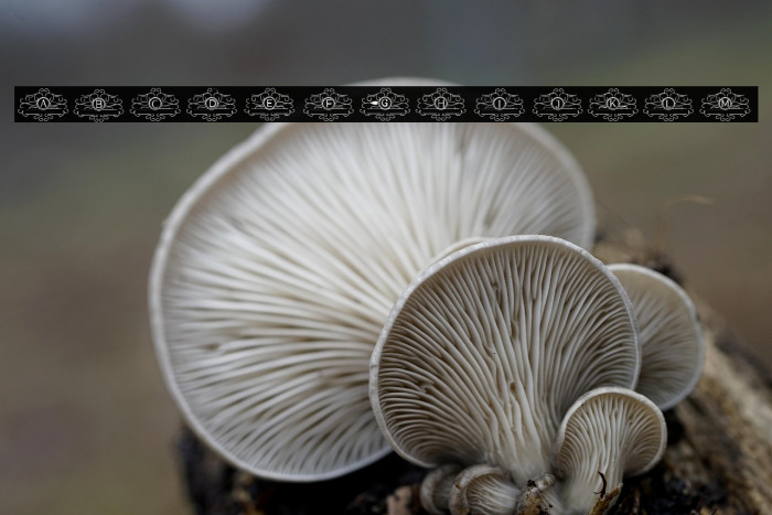 VINTAGE MONOGRAM Example 3