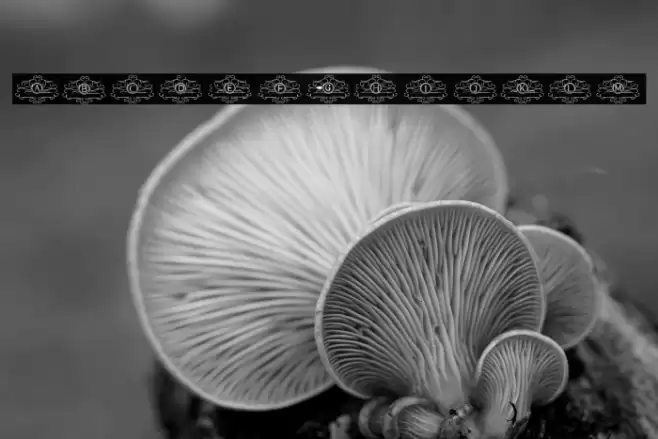 VINTAGE MONOGRAM Font examples