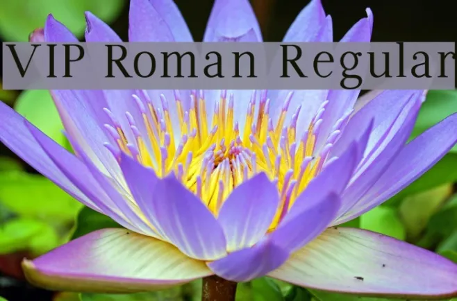 VIP Roman Regular Example 1
