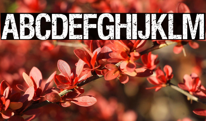 VIPER NORA Example 3