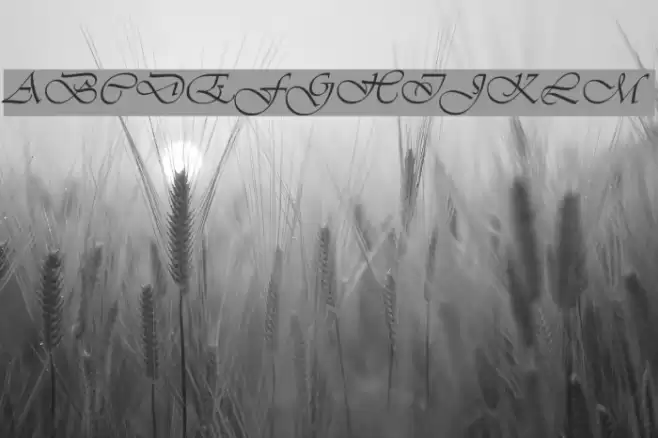 Vianta Font examples