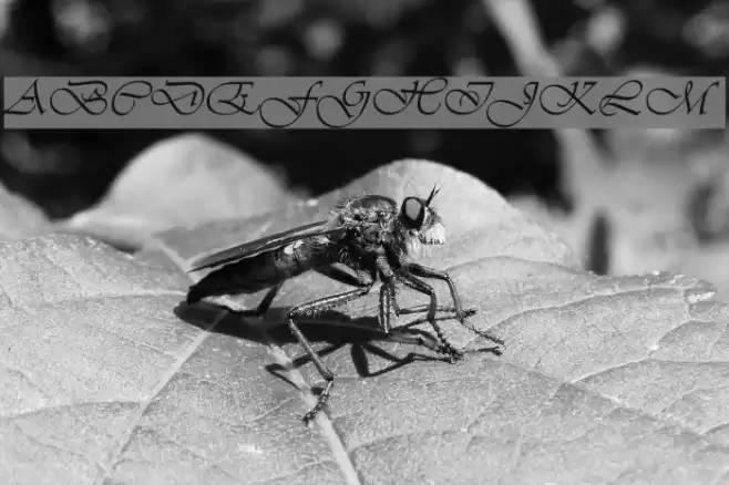 Vianta Font examples