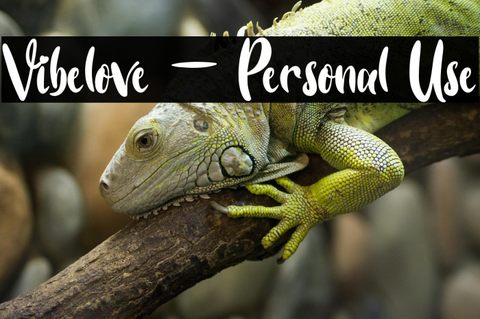 Vibelove - Personal Use Example 2