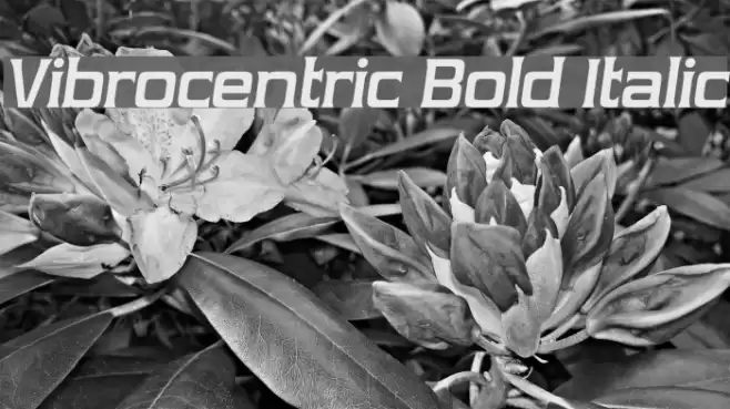 Vibrocentric Bold Italic Fonte examples