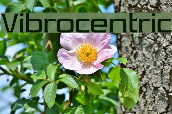 Vibrocentric フォント examples