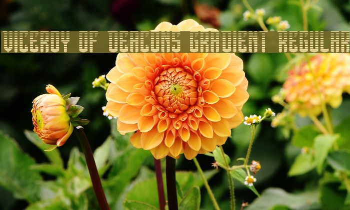 Viceroy of Deacons Gradient Regular Font examples