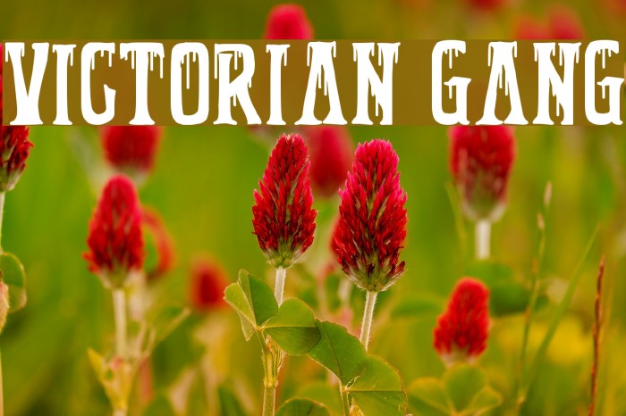 Victorian Gang Font examples