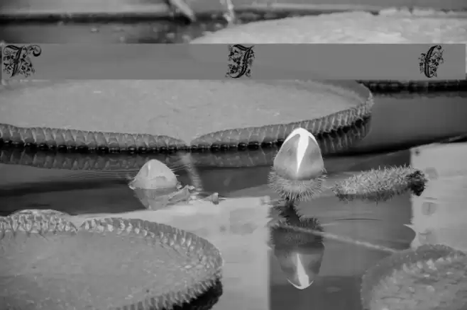 Victorian Initials One Font examples