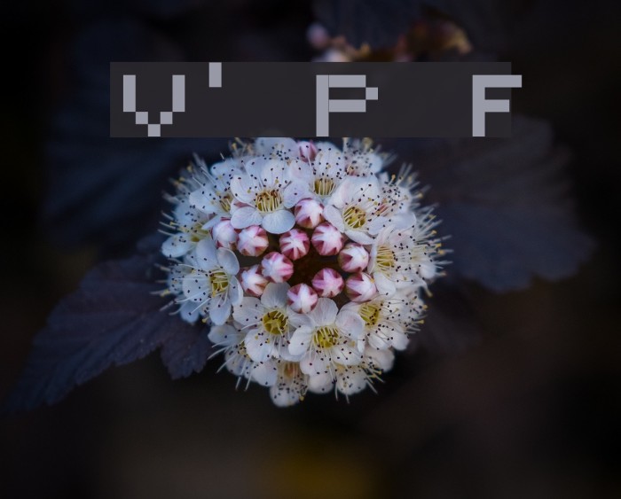 Victor's Pixel Font Font examples