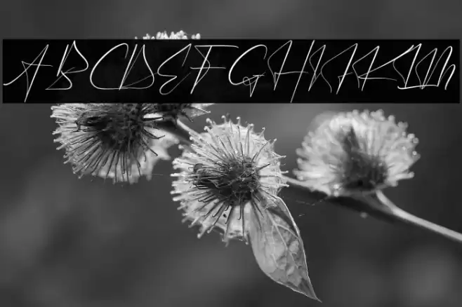 Victory Landera Font examples