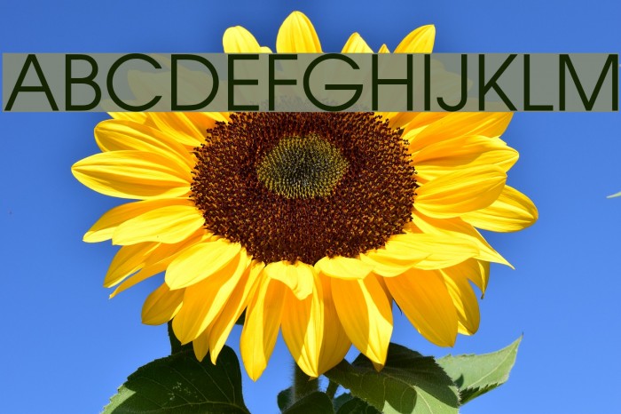 VietVu Font examples