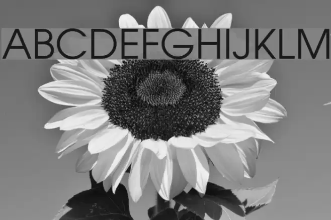 VietVu Font examples