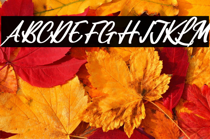 Vifastev Caledon Italic Example 1