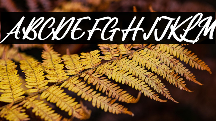 Vifastev Caledon Italic Example 3