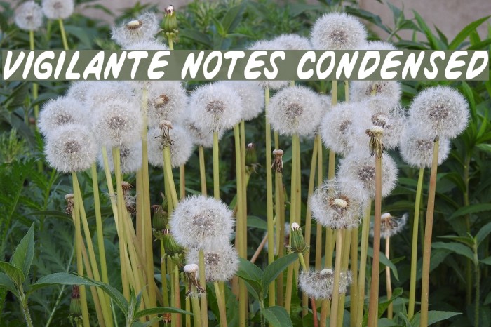 Vigilante Notes Condensed Шрифта examples