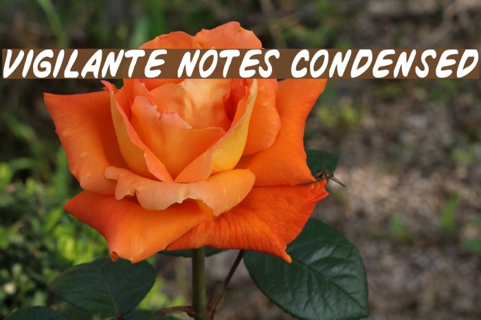 Vigilante Notes Condensed Шрифта examples