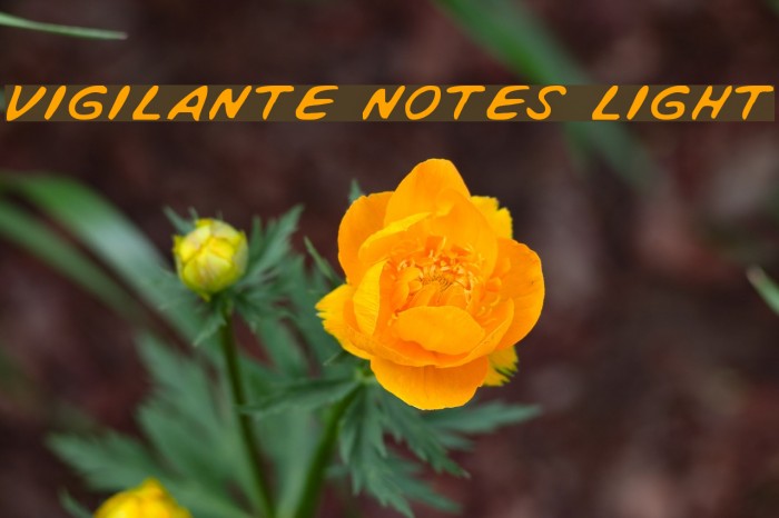 Vigilante Notes Light फ़ॉन्ट examples