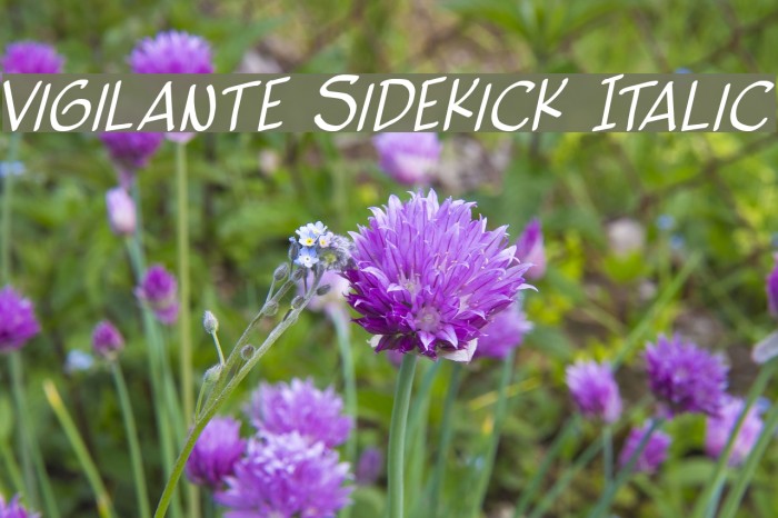 Vigilante Sidekick Italic Font examples