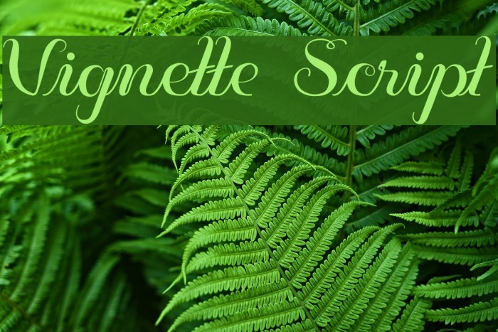 Vignette Script Font examples
