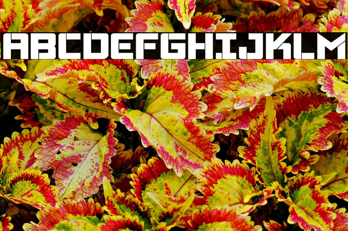 Viking Squad Bold Example 1