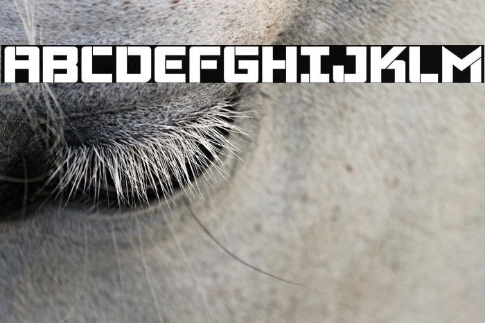 Viking Squad Bold Example 2