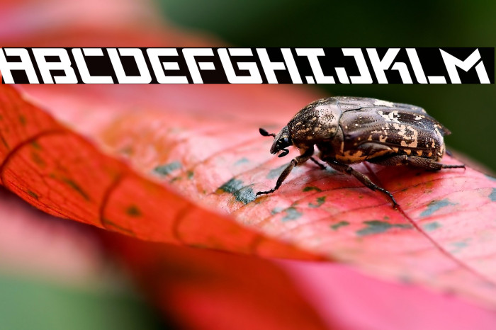 Viking Squad Leftalic Example 3