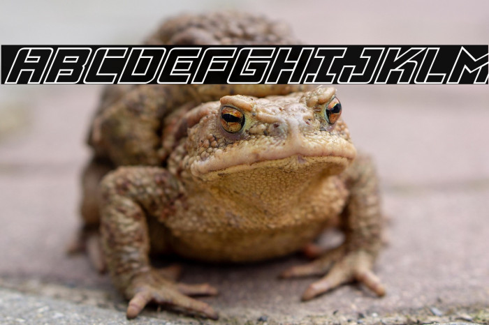 Viking Squad Outline Italic Example 1