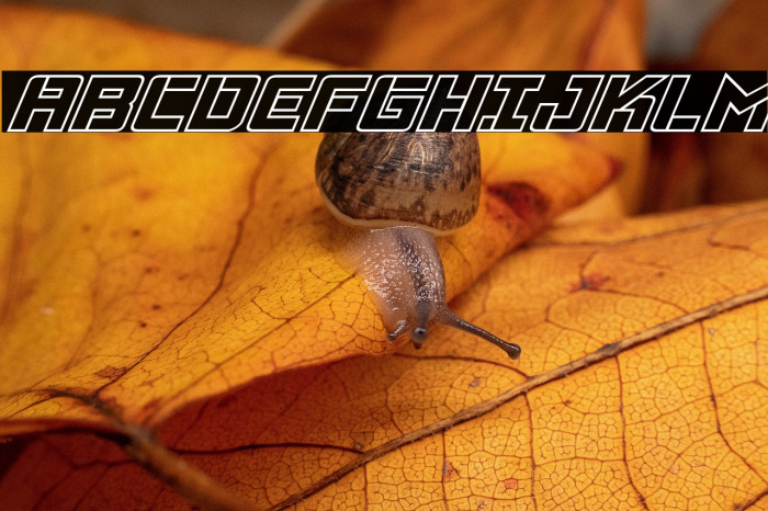 Viking Squad Outline Italic Example 2