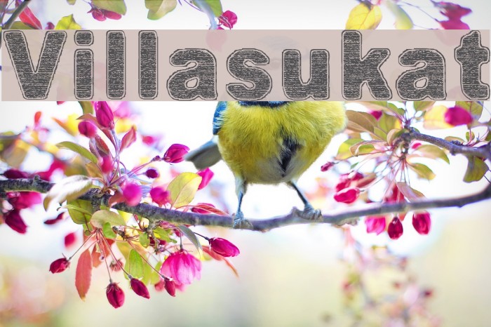 Villasukat Font examples
