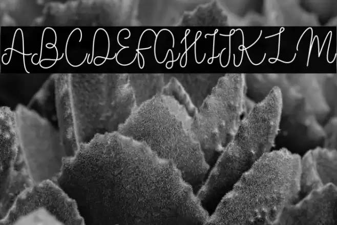 Vilova 2.0 Font examples