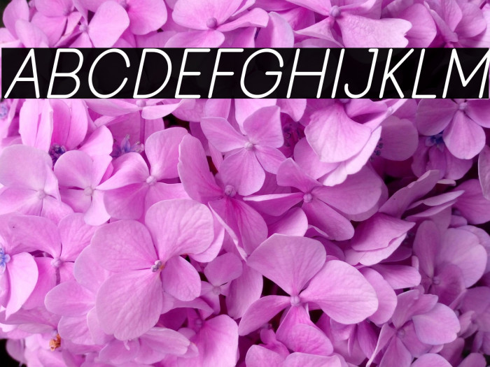 Viminalis-Italic Example 2