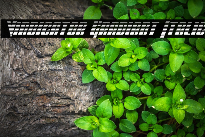 Vindicator Gradiant Italic फ़ॉन्ट examples