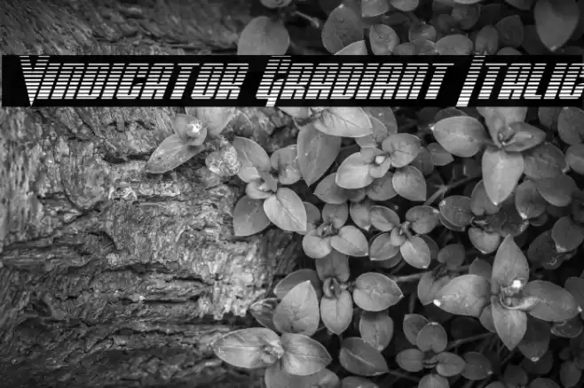 Vindicator Gradiant Italic फ़ॉन्ट examples
