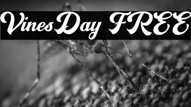 VinesDay FREE Font examples