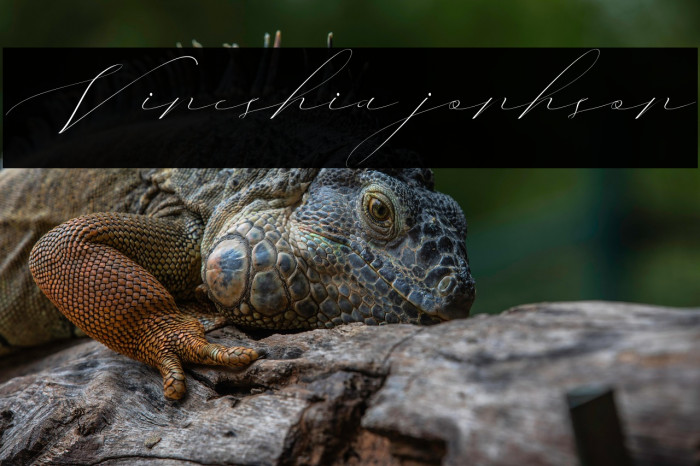 Vineshia jonhson Example 2