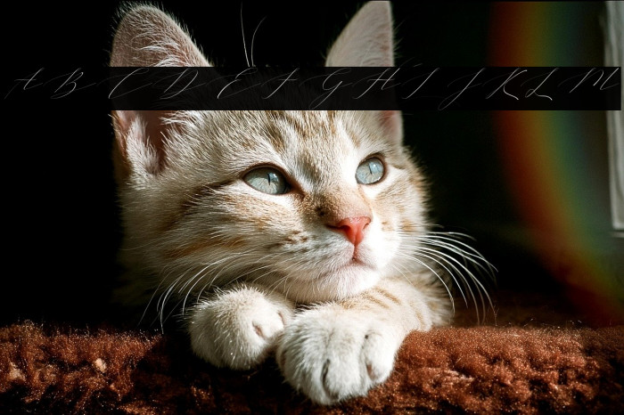 Vineshiajonhson Example 1