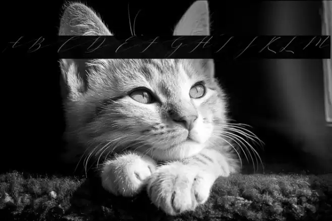 Vineshiajonhson Font examples