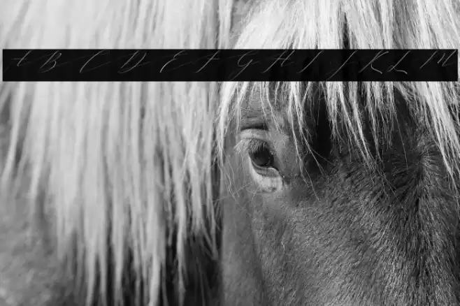 Vineshiajonhson Font examples