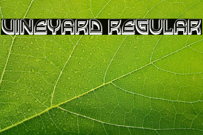 Vineyard Regular Example 3