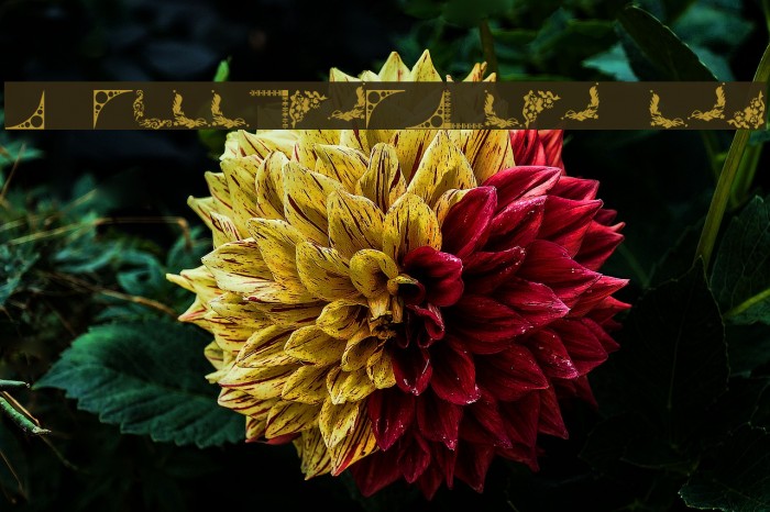 Vintage Decorative Corners 3 Font examples