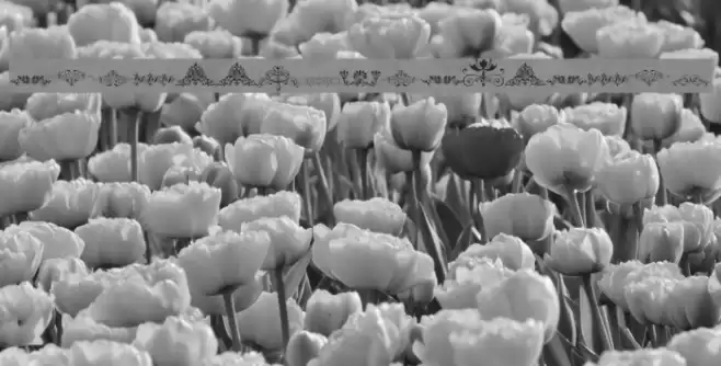 Vintage Decorative Signs 17 Font examples