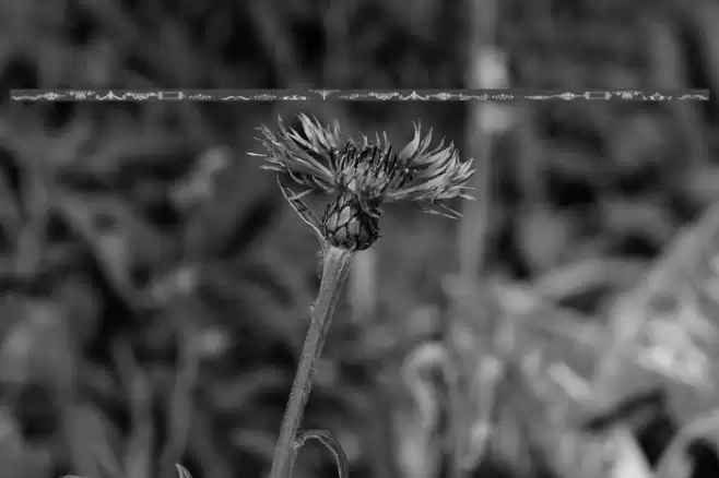 Vintage Decorative Signs 4 Schriftart examples