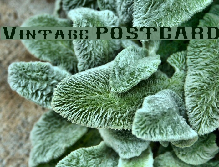 Vintage POSTCARD Font examples