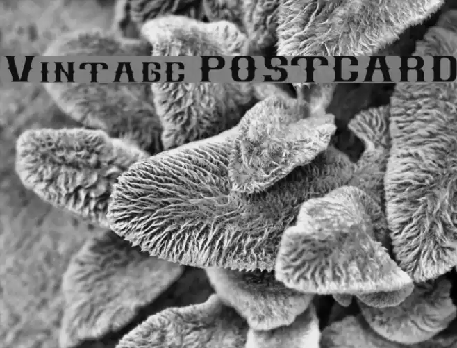 Vintage POSTCARD Font examples