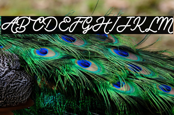 Vintage Rotter Personal Use Example 3