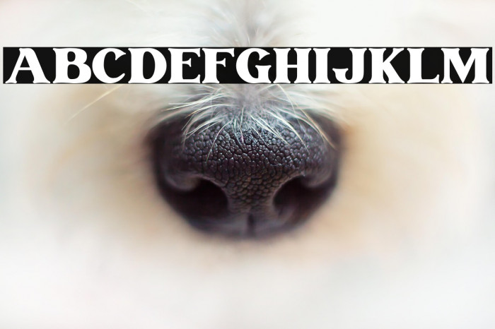 Vintage Rovery Personal Use Example 2