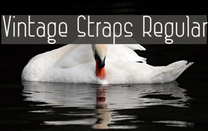 Vintage Straps Regular Example 3